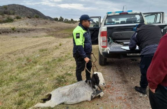 Secuestraron otra cabra criolla suelta en las rutas puntanas