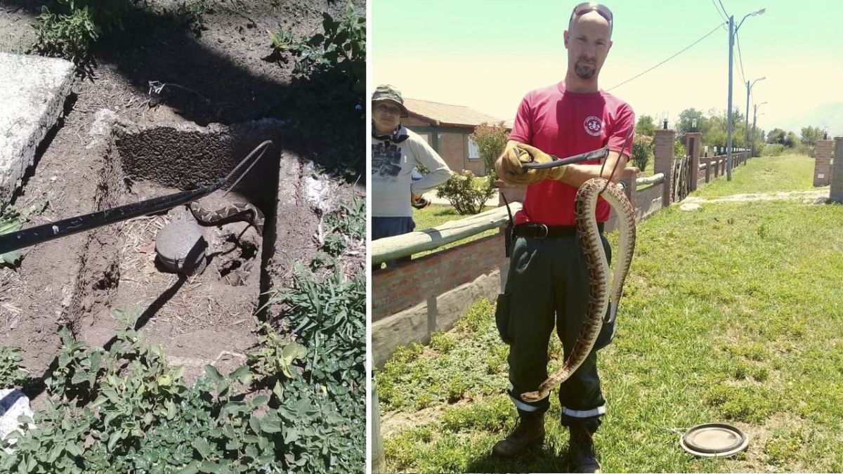 Controlaba los medidores de agua y se topó con una gran yarará