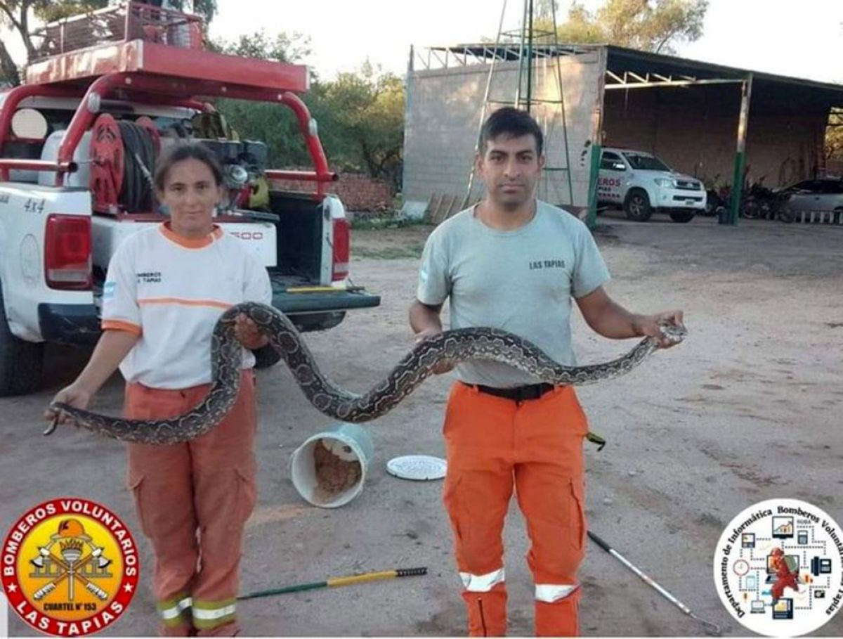 Encuentran una lampalagua en una vivienda de Las Tapias