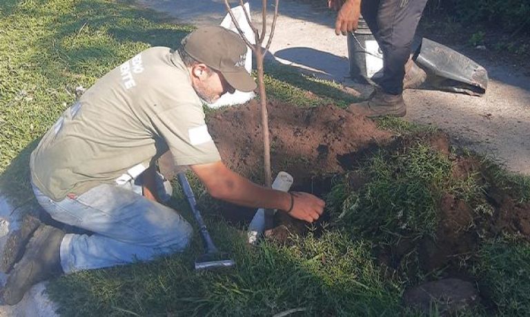 La Secretaría de Ambiente plantó árboles en veredas de la Villa de Merlo.