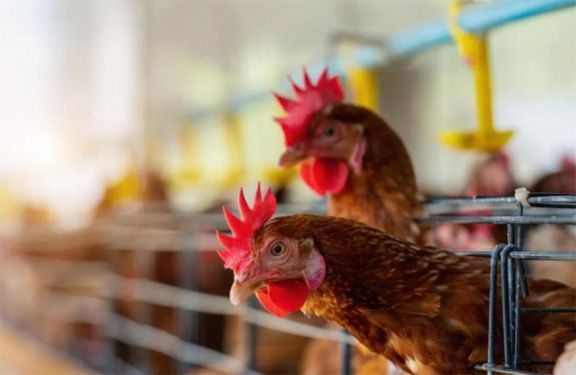Advierten que la influenza aviar es una enfermedad que "llegó para quedarse" 
