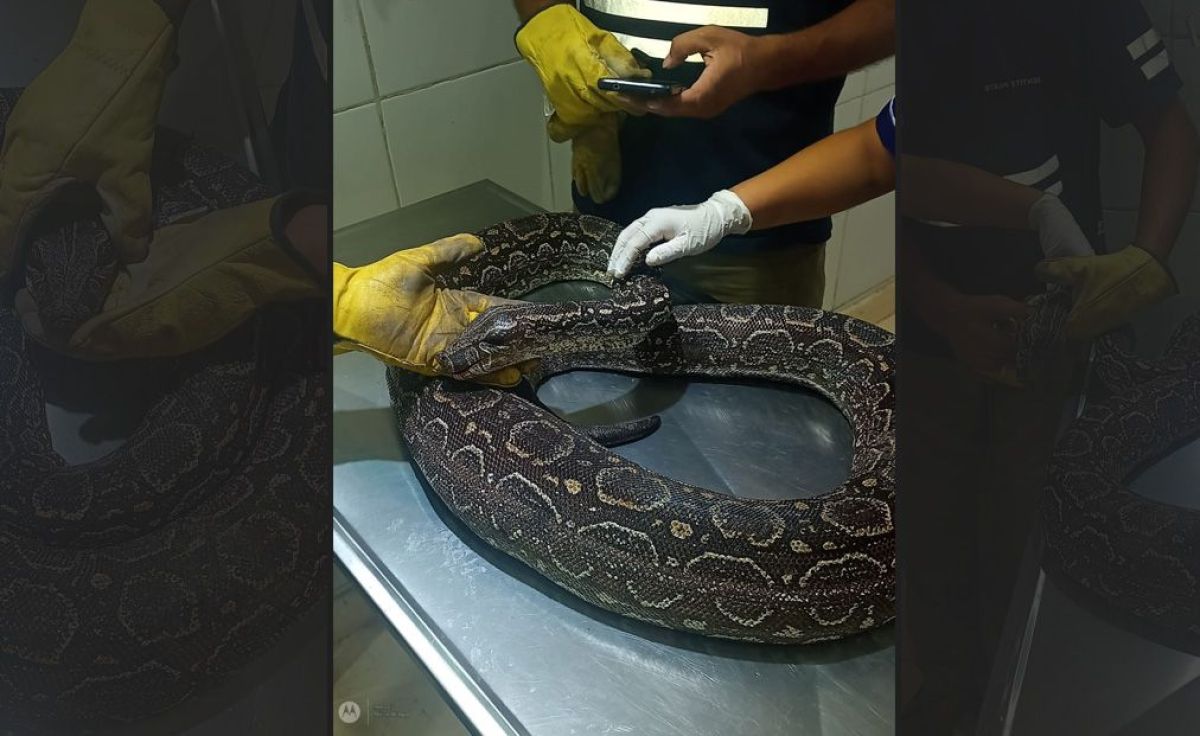 La Dirección de Zoonosis recibió un ejemplar de Boa Constrictora