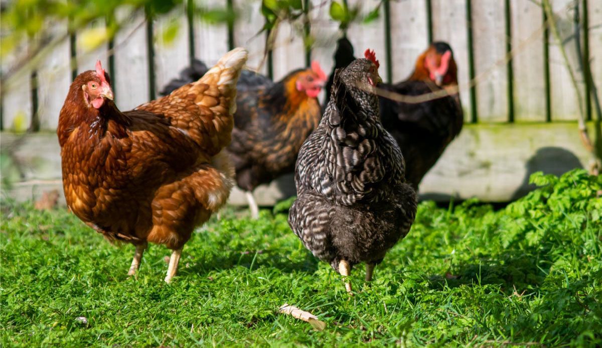 El Senasa confirmó un nuevo caso positivo de influenza aviar en aves de traspatio en la localidad de Villa Merlo