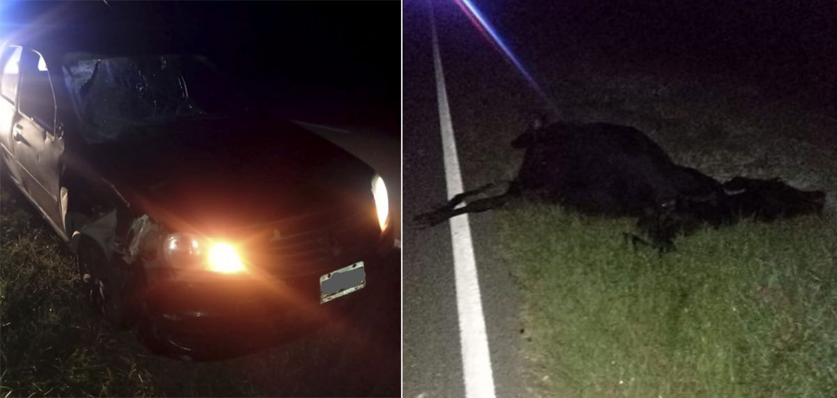 Accidente en Ruta 148: un automovilista chocó contra una vaca