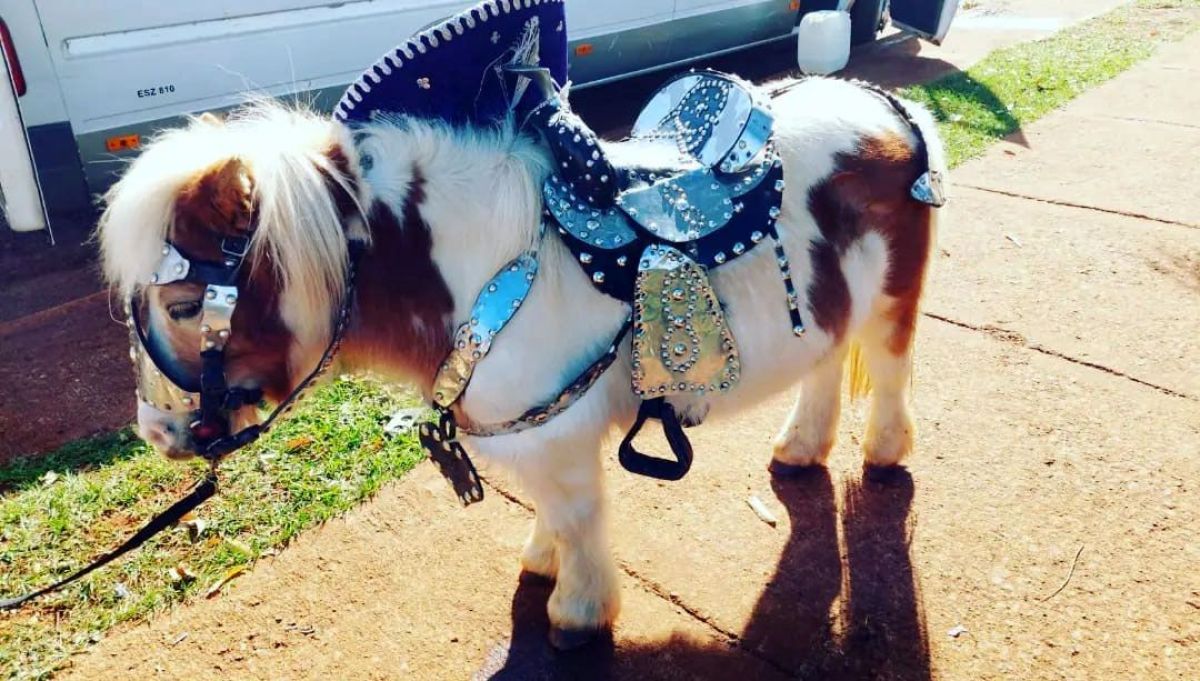 Prohíben la exposición y uso comercial de ponis, llamas y cualquier tipo de animal